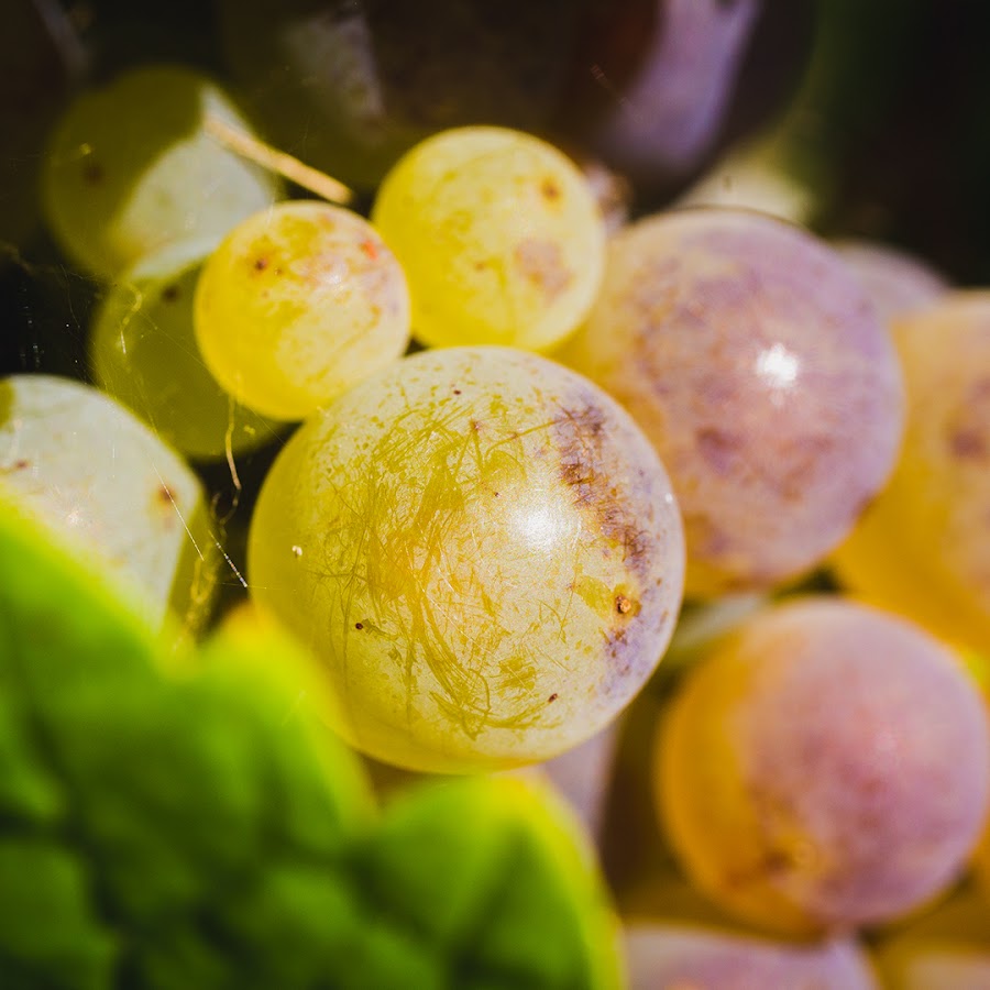 Bodega Txakoli Talaiazpia